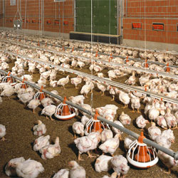 Poultry Supplies
